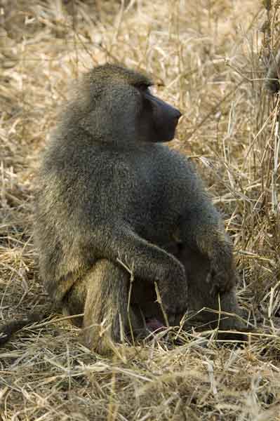 Mono Babuino - parque nacional de Tarangire - Tanzania 2.jpg
